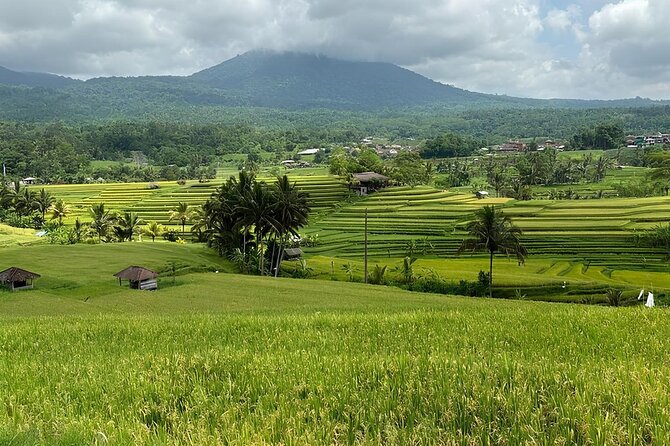 North Bali Nature Escape Rice Terraces, Temples & Waterfall - A private car, a flexible driver, and a long road
