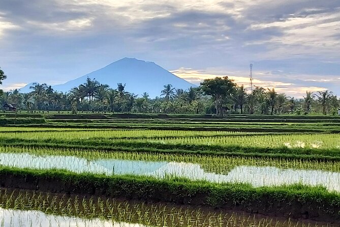 North Bali Private Tour - All Inclusive - Jatiluwih Rice Terraces and the Subak Setting