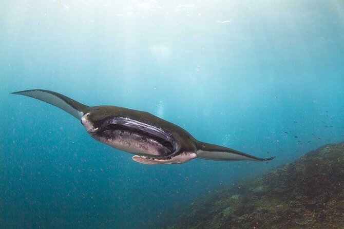 Nusa Penida 3 Fun Dives Boat Trip (For Certified Divers) - Key points to know before booking