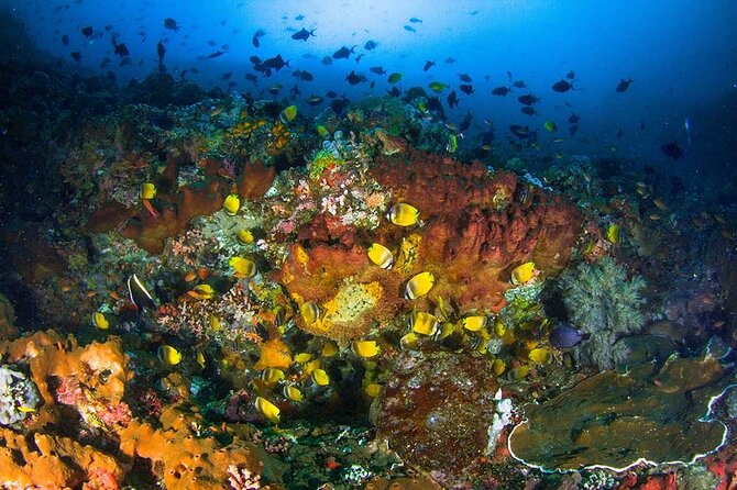 Nusa Penida 3 Fun Dives Boat Trip (For Certified Divers) - Three underwater outings around Nusa Penida