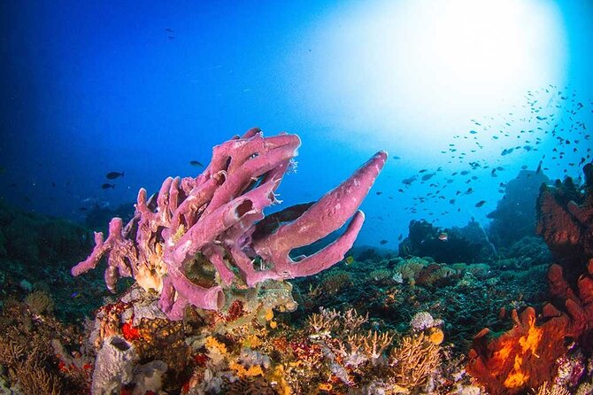 Nusa Penida 3 Fun Dives Boat Trip (For Certified Divers) - Sea conditions are part of the decision