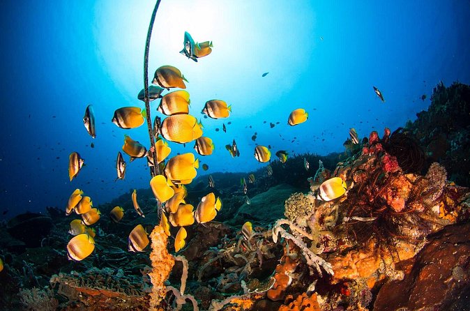 Nusa Penida 3 Fun Dives Boat Trip (For Certified Divers) - Who will get the most from this trip