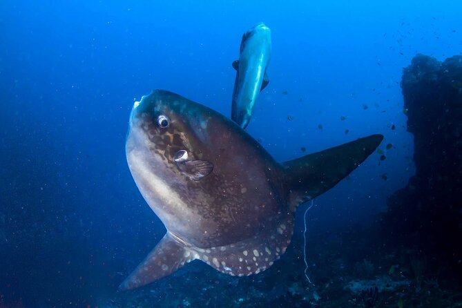 Nusa Penida 3 Fun Dives Boat Trip (For Certified Divers) - Small groups make a real difference