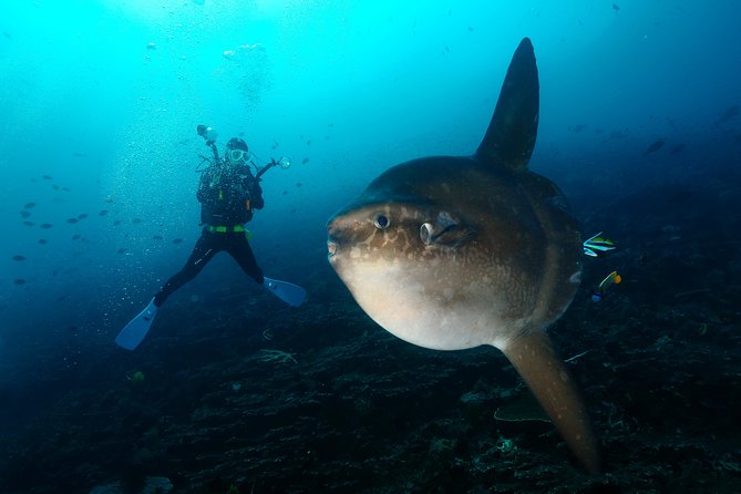 Nusa Penida Day Trip for 3 dives - Why Nusa Penida makes a worthwhile scuba day