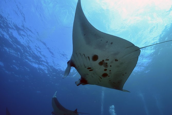 Nusa Penida Day Trip for 3 dives - Three sessions, three chances to see something different