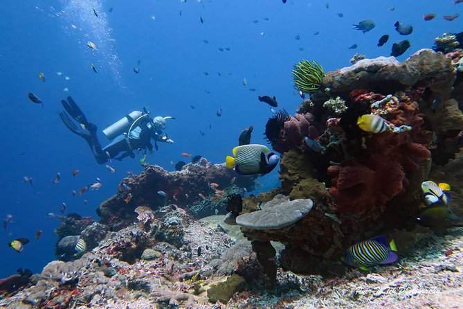 Nusa Penida Day Trip for 3 dives - What the guide ratio means underwater