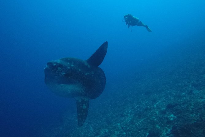 Nusa Penida Day Trip for 3 dives - Equipment, Nitrox, and the real price