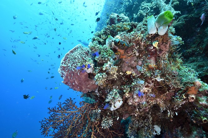Nusa Penida Day Trip for 3 dives - Food, shade, and the long return