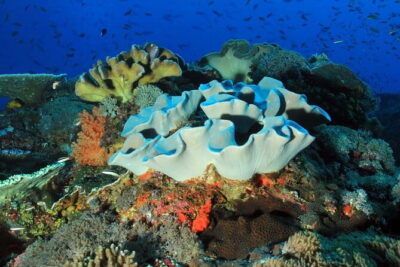 Nusa Penida : Snorkeling Trip Manta Point, Gamat Bay and Wall Bay