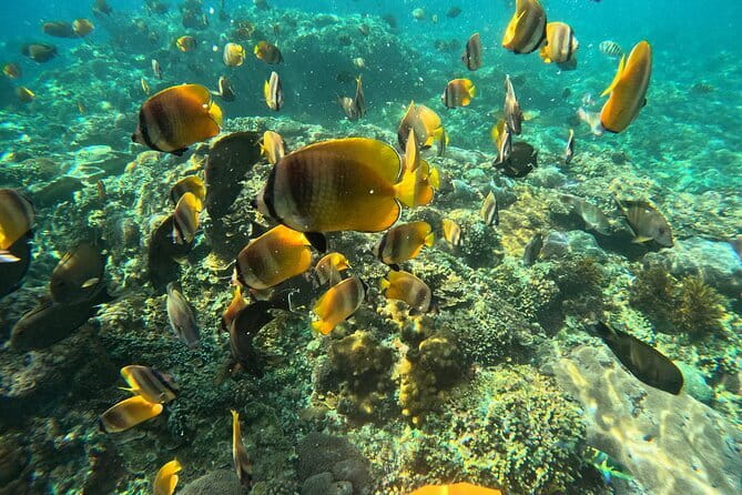 Nusa Penida : Snorkeling Trip Manta Point, Gamat Bay and Wall Bay - What the $27.49 price really covers