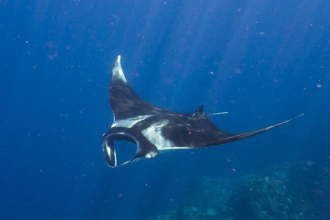 Nusa Penida : Snorkeling Trip Manta Point, Gamat Bay and Wall Bay - Who will enjoy this Nusa Penida outing most