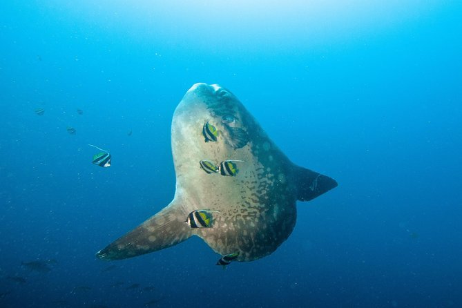 Nusa Penida Three Dives Trip for Certified Divers - Key points worth knowing