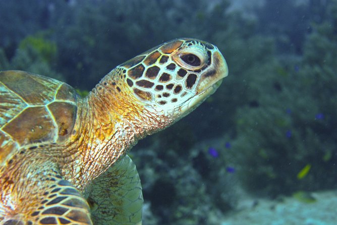 Nusa Penida Three Dives Trip for Certified Divers - How the three-session schedule feels