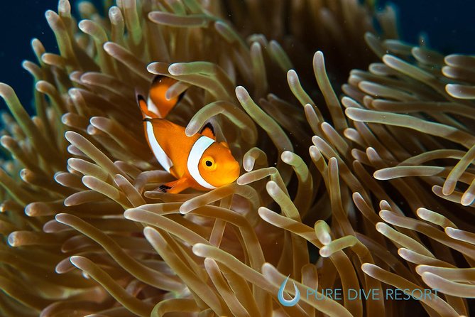 Nusa Penida Three Dives Trip for Certified Divers - Manta Point: the day’s big wildlife hope