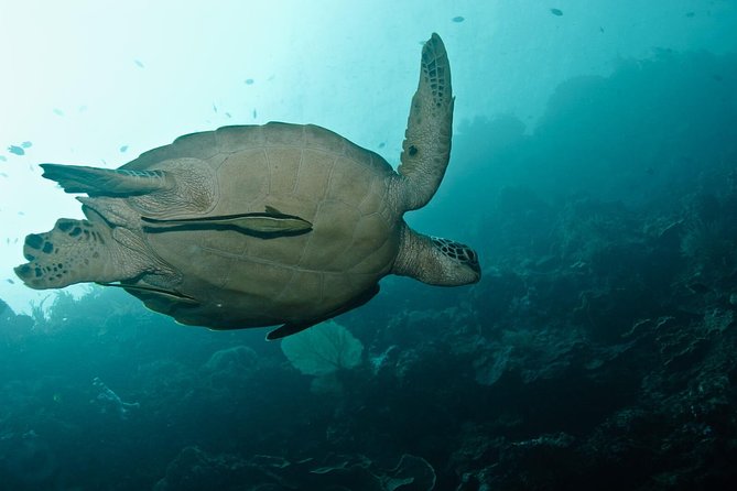 Nusa Penida Try Scuba Diving Program - for Non-Certified Divers - The 200-Meter Swim and Ten-Minute Float