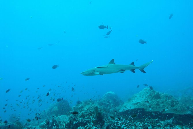 Nusa Penida Two Dives Trip for Certified Divers - What is included in the $132 price
