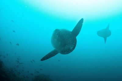 Nusa Penida Two Dives Trip for Certified Divers