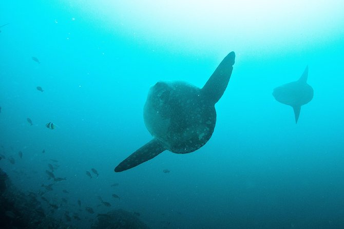 Nusa Penida Two Dives Trip for Certified Divers - East Penida and the second underwater session