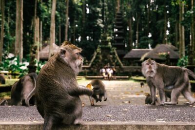 One Day Tour Ubud With Private Guide