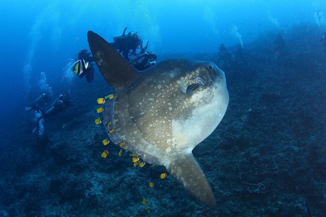 Open Water Course in Nusa Lembongan - Get Certified on remote island (next Bali) - Why Nusa Lembongan is a smart place to learn scuba