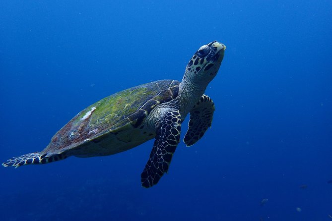 Open Water Course in Nusa Lembongan - Get Certified on remote island (next Bali) - Toyapakeh: another chance to build confidence