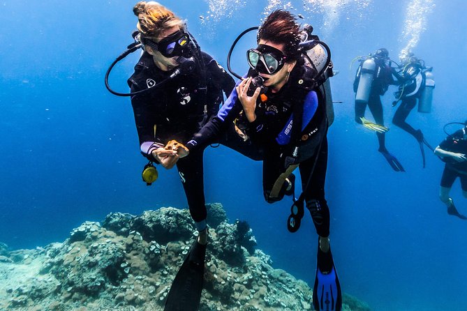 Open Water Course in Nusa Lembongan - Get Certified on remote island (next Bali) - What the marine life can add to the course