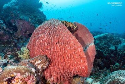 Open Water Course in Pemuteran – Get Certified in Bali