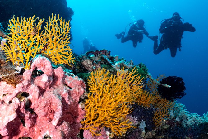 Open Water Course in Pemuteran - Get Certified in Bali - Who should choose this course