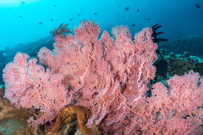 Open Water Course in Pemuteran - Get Certified in Bali - Practical details that can save you trouble