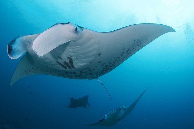 PADI Open water Course in Lembongan - Get certified & dive anywhere in the world - Who should choose this course?