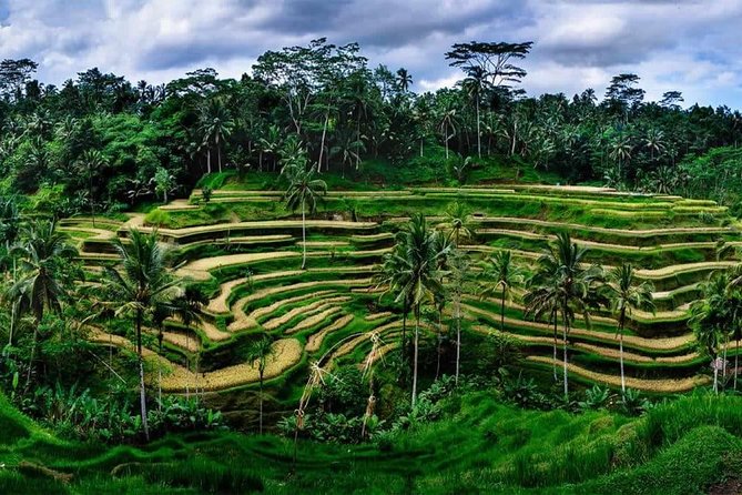 Private Bali swing, waterfall instagramable tour - What this eight-hour Ubud day is really like