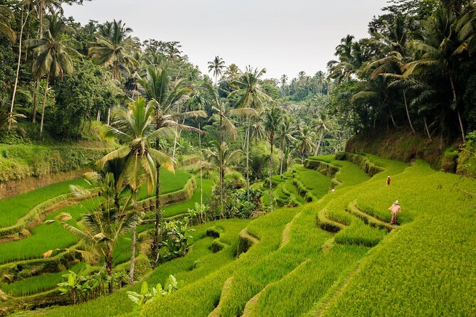 Private Bali Tour: Kintamani Volcano and Besakih Temple - The coffee plantation question