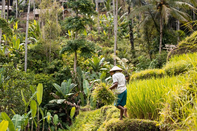 Private Customized Trip to Ubud - Why a Private Ubud Day Works Well
