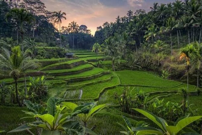 Private Day Tour To Waterfalls And Ubud Sightseeing - Finishing with coffee and tea tasting