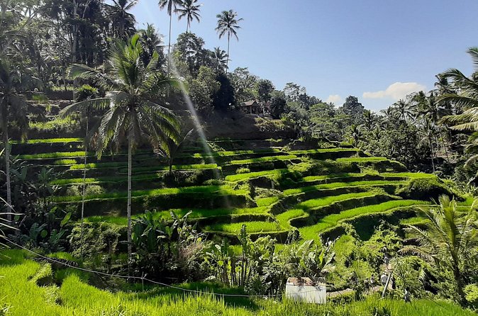 Private Driver in Bali with English Speaking - Lakeview Restaurant: scenery with an unclear lunch policy