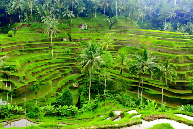 Private Half Day-Tour: Ubud Art Village Trip - Puri Saren Palace and the center of Ubud