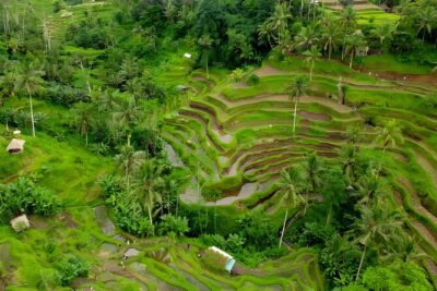 Private Half Day-Tour: Ubud Art Village Trip