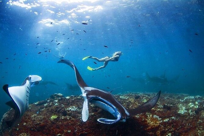 PRIVATE Nusa Penida on Boat Snorkeling & Island Tour (INCLUSIVE) - Why this Nusa Penida day trip appeals