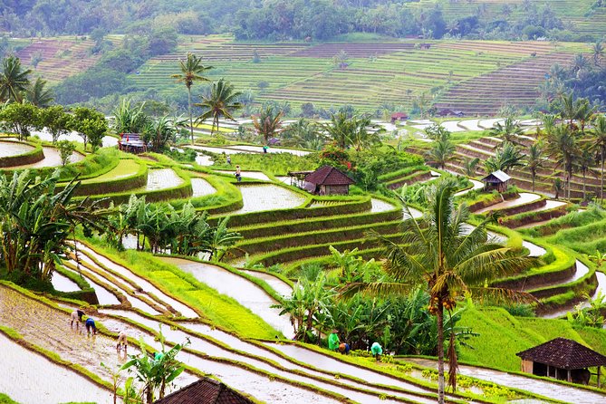 Private Shore Excursion: Customized Best of Bali Tour - Tegalalang Rice Terrace and a short walk