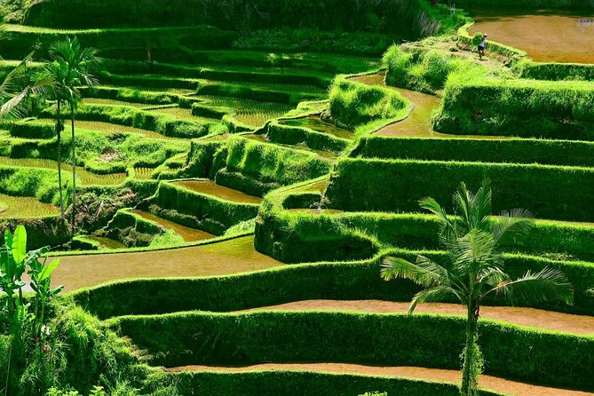 Private Shore Excursion: Customized Best of Bali Tour - Tegenungan Waterfall for a quick nature stop