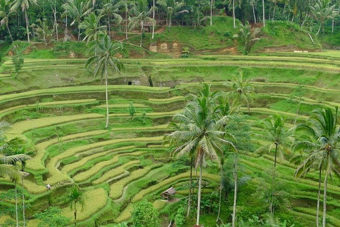 Private Shore Excursion: Highlights of Bali - Starting at Benoa Harbor or your Bali hotel