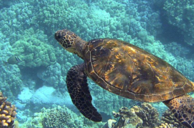 Private Snorkeling from Nusa Penida - Wall Point and the underwater wall