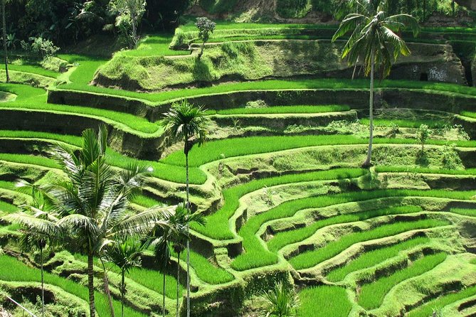 Private Tour: Bali in a Day - Penglipuran Village: a strong first stop