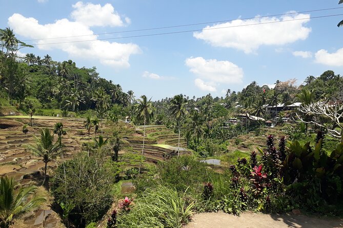 Private tour in Ubud country side - Sacred Monkey Forest, where temples share the trees