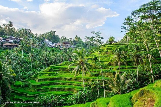 Private Tour to Sumampan Waterfall, Monkey forest, Rice terraces and Swing - The DAlas Swing and Jungle Views