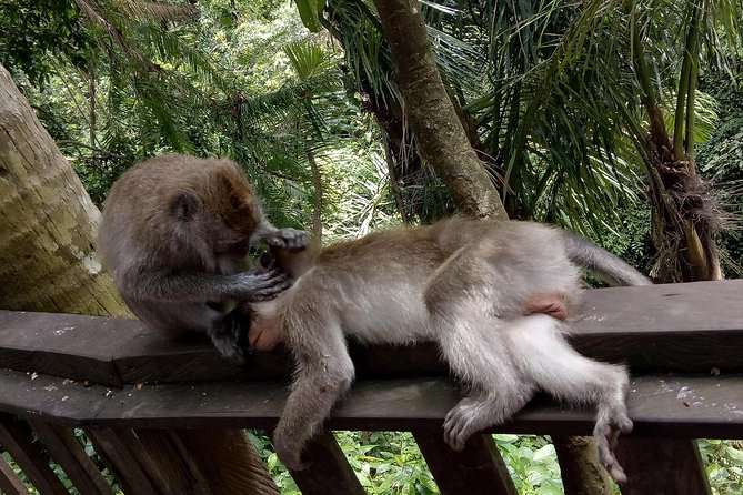 Private Tour to Sumampan Waterfall, Monkey forest, Rice terraces and Swing - Lunch at DAlas Warung: Confirm the Cost
