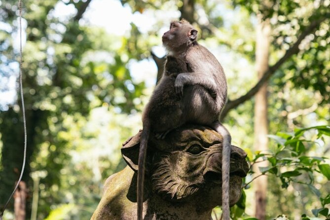 Private Ubud Day Tour Waterfalls Sacred Monkeys and Rice Fields - How the eight-hour day is laid out
