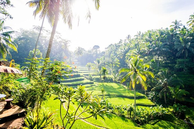 Private Ubud Day Tour Waterfalls Sacred Monkeys and Rice Fields - Sacred Monkey Forest: temples, trees, and macaques
