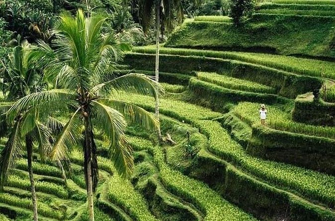 Private Ubud Tour - Sacred Monkey Forest Sanctuary in central Ubud