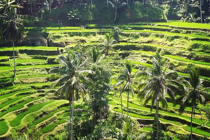 Private ubud tour : Temple Bathing + Mount Batur + Rice Terrace. - Oka Agriculture Bali and the coffee tasting